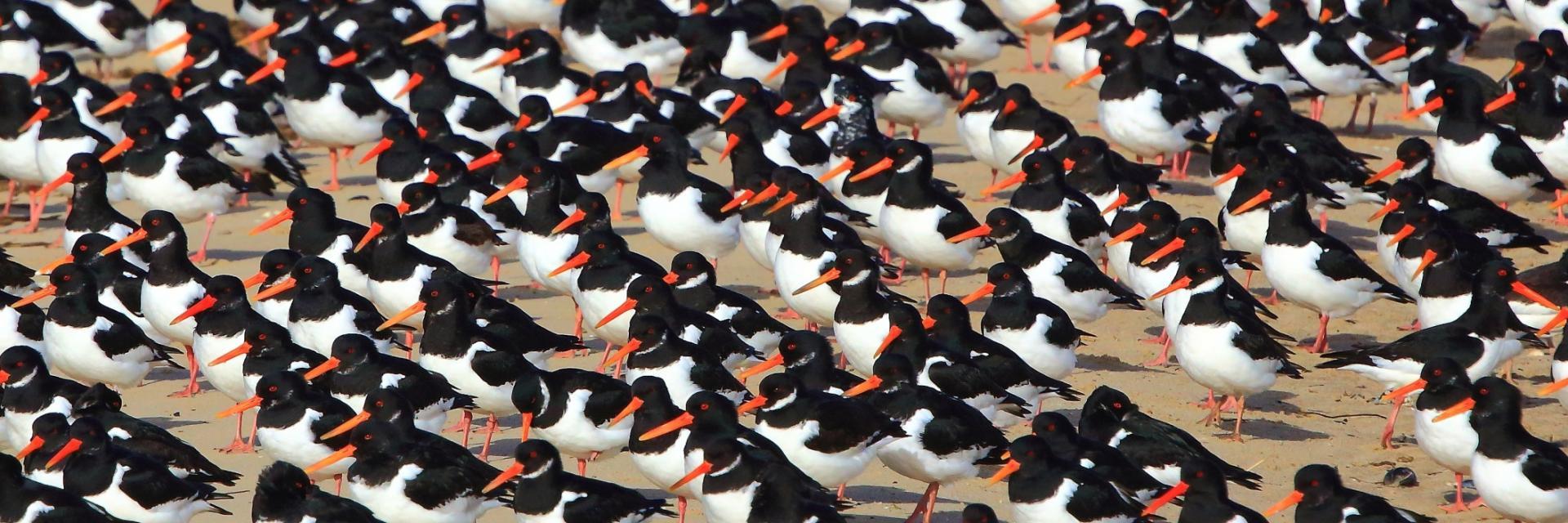 Oyster catchers on the sand - banner image