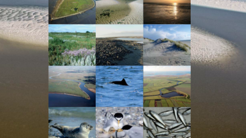 2010 Wadden Sea Action Plan